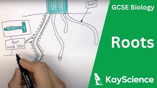 Root Adaptations  GCSE Biology  kaysciencecom [upl. by Ytitsahc691]