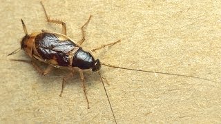 Can Cockroaches Really Survive A Nuclear Attack [upl. by Adnalra421]