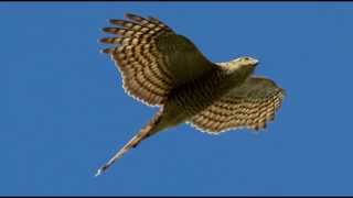 Sparrowhawk Bird Call Bird Song [upl. by Dirraj]