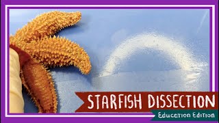 Starfish Sea Star Dissection  Neither Star Nor Fish EDU [upl. by Eenttirb]