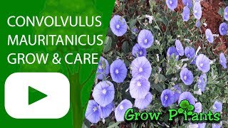 Convolvulus mauritanicus  Growing easy ground cover [upl. by Woodsum439]