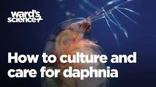 Caring and Culturing for Daphnia [upl. by Ynahpit686]