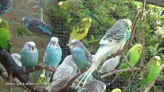 Budgerigars sounds  Parkieten geluiden  30 minutes of parakeet sounds [upl. by Bhatt]