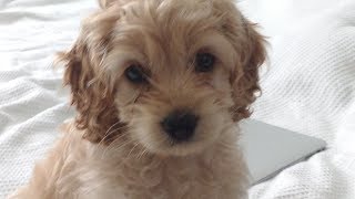 NEW COCKAPOO PUPPY 8 weeks old [upl. by Bailar]