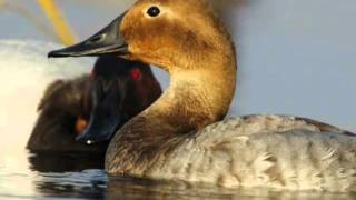 Canvasback  Duck Species Profile [upl. by Chris]