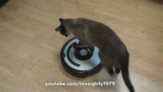 Cat shows HOW TO use iRobot Roomba Vacuum [upl. by Fidelas723]