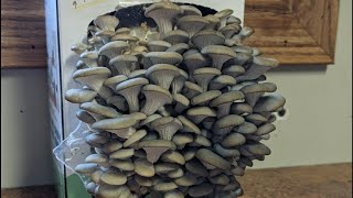 Mushroom Growing Kit Review and Harvest  Multiple Crops and Very Easy [upl. by Enad750]