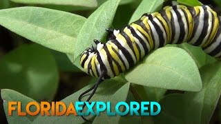 Monarch Caterpillar Eating Leaves  Florida Explored [upl. by Donia]