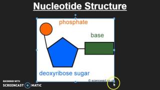 Nucleotide Structure [upl. by Clark]