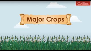 Major Crops [upl. by Ahsaele]