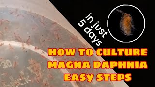 How to Culture Magna Daphnia Easily [upl. by Bianka311]