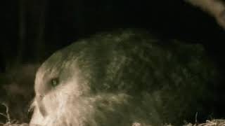 Kakapo Parrot BOOMING Mating Call New Zealand HEAVIEST PARROT IN THE WORLD [upl. by Savick]