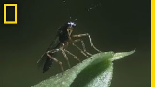 BodySnatching Wasp Larvae Eat Aphids Alive  National Georgraphic [upl. by Enrol921]