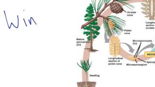 Gymnosperm Reproduction [upl. by Ailimac]