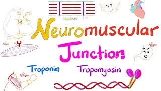 Troponin Tropomyosin TTubules Sarcoplasmic Reticulum and the Neuromuscular junction NMJ [upl. by Tristam]