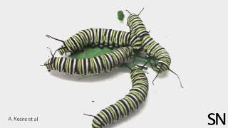 See monarch caterpillars fight over food and space  Science News [upl. by Ynagoham707]