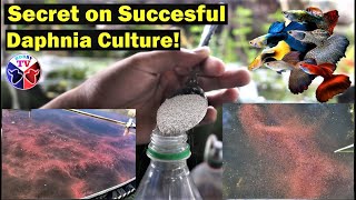 How to Culture Daphnia Successfully [upl. by Paddie]