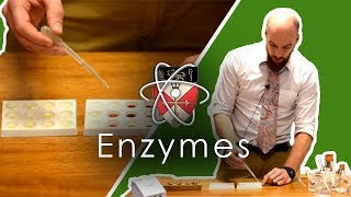 Enzymes  GCSE Science Required Practical [upl. by Asiuol]