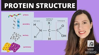 PROTEIN STRUCTURE Amino acid structures Primary secondary tertiary and quaternary proteins [upl. by Eenhat]