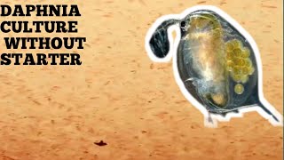 HOW TO CULTURE DAPHNIA NATURALLY WITHOUT A STARTER [upl. by Alesig551]