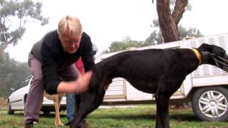 Greyhound coursing tips Welfare issues and how to avoid them [upl. by Unni]