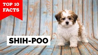 Shih Poo  Top 10 Facts [upl. by Kelwen680]