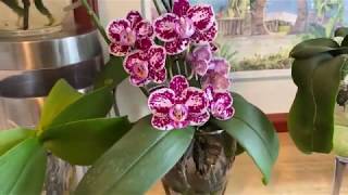 Growing Phalaenopsis in water [upl. by Aipmylo]