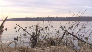 quotCans gone wildquot  Canvasback duck hunting [upl. by Yrotciv634]