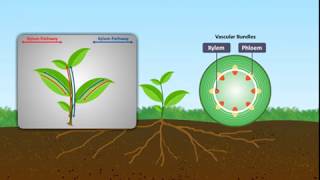 Mechanism of Water Absorption in Plants [upl. by Ilonka]