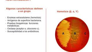 Clasificación bacteriana y taxonomía [upl. by Ainahs]