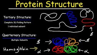 Protein Structure  Primary Secondary Tertiary amp Quarternary  Biology [upl. by Cleon558]