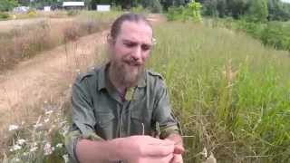 Yarrow Healing Yarrow Part 2  Harmonic Arts [upl. by Nodearb]