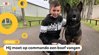 Is hond Nero de beste politiehond van Nederland [upl. by Sonitnatsok]