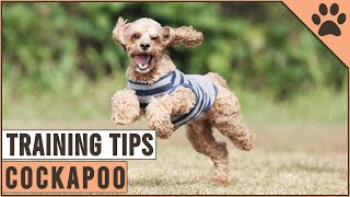 How To Train A Cockapoo [upl. by Sakul435]