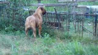 Bullmastiff quotDanielquot He is one year and 4 mos old June102013 [upl. by Yartnoed]