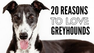 20 Things I Love About My Greyhounds [upl. by Aker]