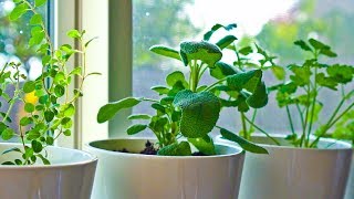 10 Herbs You Can Grow Indoors on Kitchen Counter [upl. by Aiak]