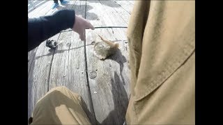 STUNG BY A STINGRAY INSANE FOOTAGE [upl. by Pelage403]