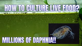 How to Culture Daphnia Secret Method to Breed MILLIONS  Simply Aquatic [upl. by Shushan]