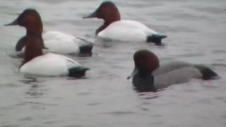 Redhead Duck with Canvasback ducks 20170207 160056 [upl. by Alik]