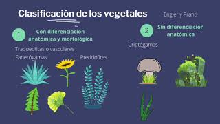 Sistemática y Taxonomía Vegetal [upl. by Tanner349]