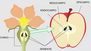 Taxonomía del reino plantas  1ESO [upl. by Brittney52]