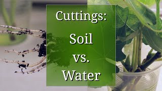 Plant Propagation by Cuttings in Water vs Potting Soil [upl. by Remde]