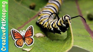 How to raise a caterpillar into a butterfly 🦋 SAVE THE MONARCHS [upl. by Asilaj560]