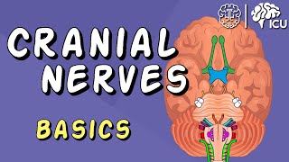 Cranial Nerve BASICS  The 12 cranial nerves and how to REMEMBER them [upl. by Ivers497]