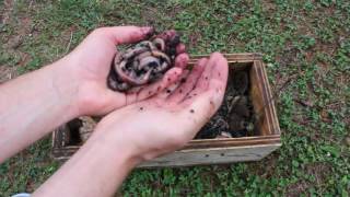 Howto Keep Earthworms Alive and Wriggling Tutorial [upl. by Hgielrak]