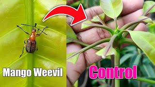 Mango Leaf Cutting Weevil Control IN HINDI Mango Leaf Cutting Insects [upl. by Meehan]