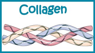 Collagen  Structure classification biosynthesis and clinical importance [upl. by Inaj]