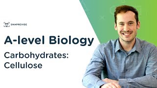 Carbohydrates Cellulose  Alevel Biology  OCR AQA Edexcel [upl. by Suivatal]