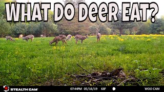 BEST FOOD FOR DEER  WHAT DO WHITETAIL DEER LIKE TO EAT [upl. by Safoelc]